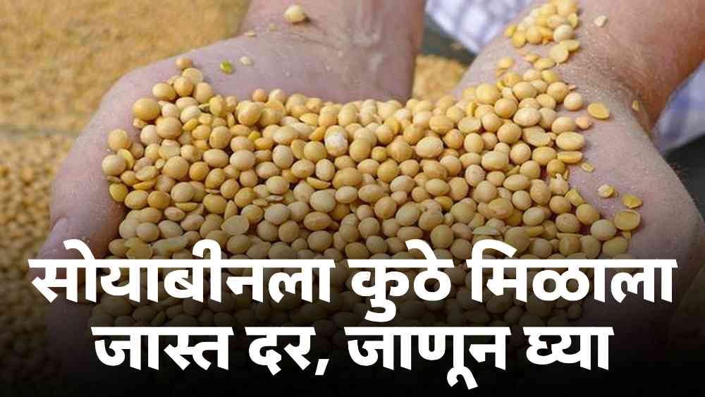 सोयाबीनला कुठे मिळाला आहे जास्त दर जाणून घ्या Soybean price digitalpor